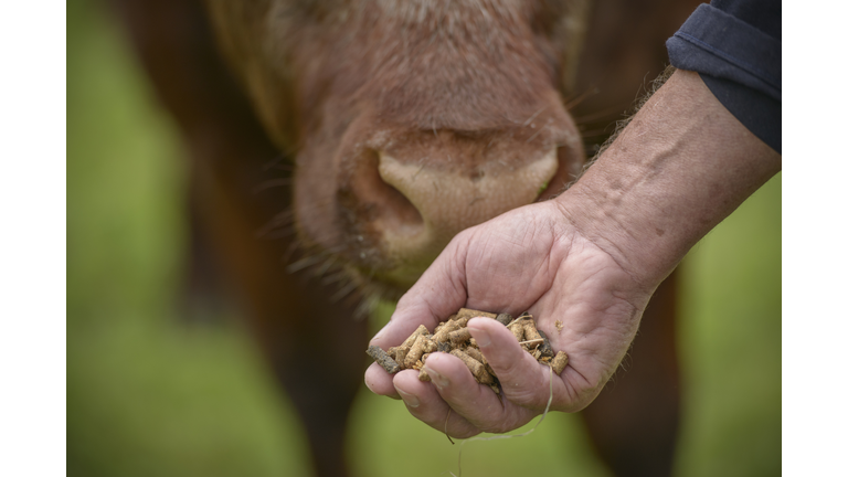 Close up of farmer feeding cattle by hand