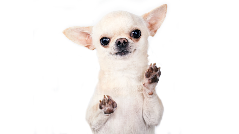 funny chihuahua