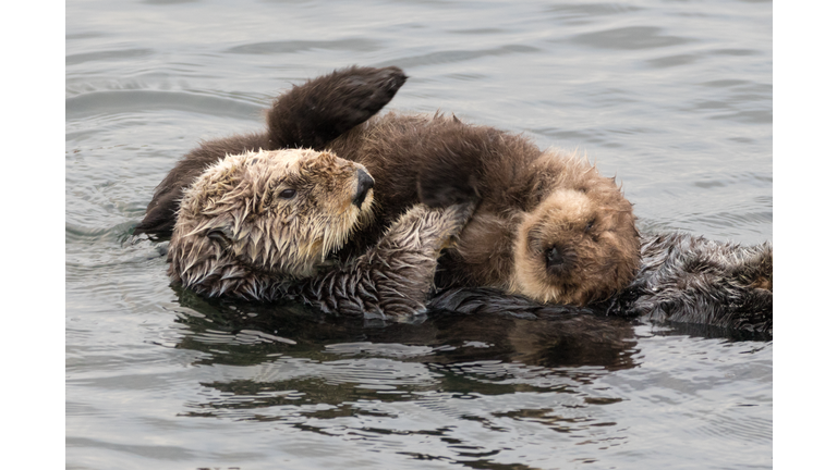 Mother and Baby Sea Otters