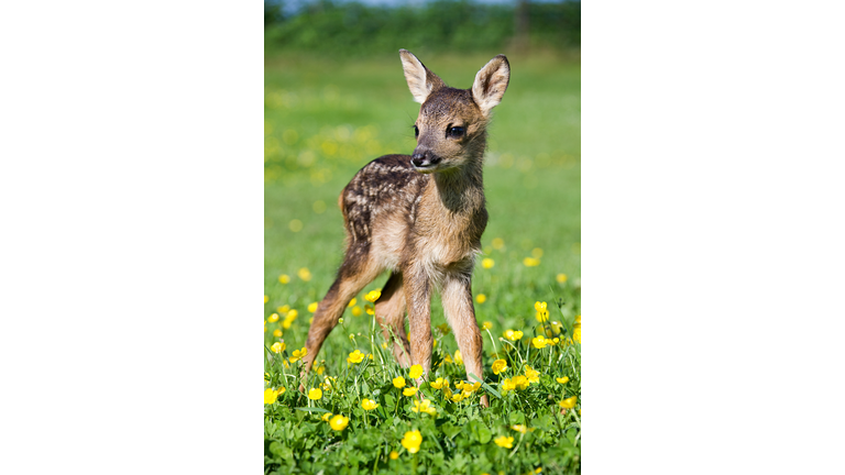 Cute fawn standing on grass