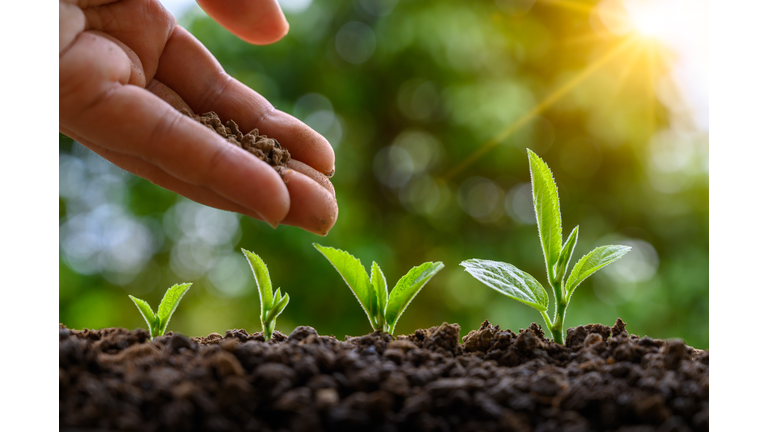 tree sapling hand planting sprout in soil with sunset close up male hand planting young tree over green background