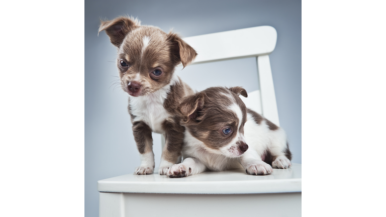 two blue chihuahua puppies