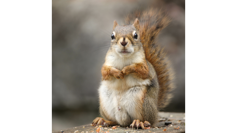 Squirrel staring at you