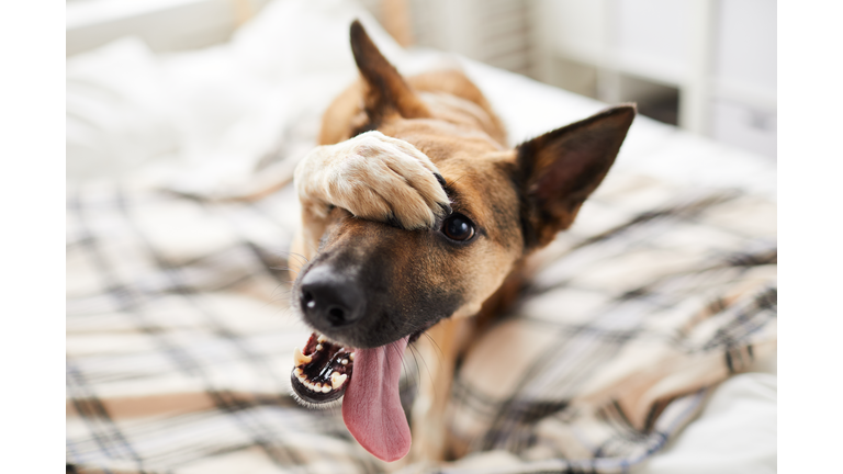 Embarassed Dog on Bed