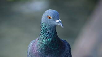 Pigeon Wears Backpack Full Of Meth & Is Detained By Prison