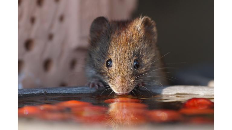 Close-Up Portrait Of Rat Drinking Water