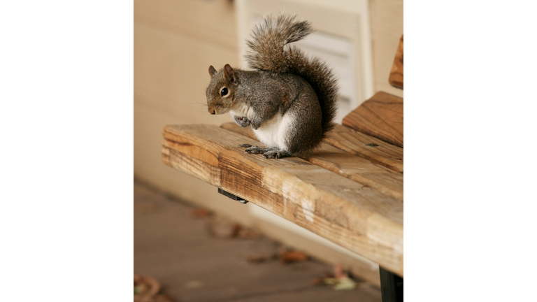 Grey squrriel on bench