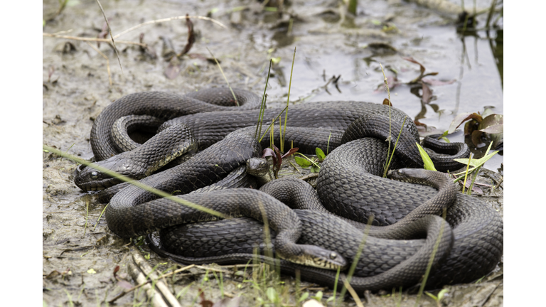 Northern Water Snake Mating Ball