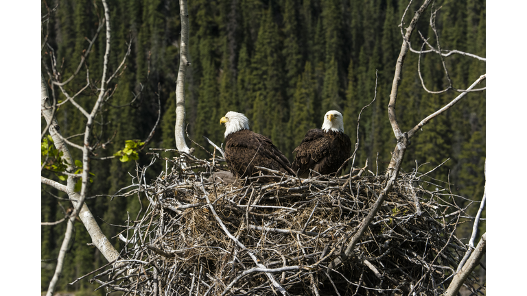 Bald Eagle, nesting