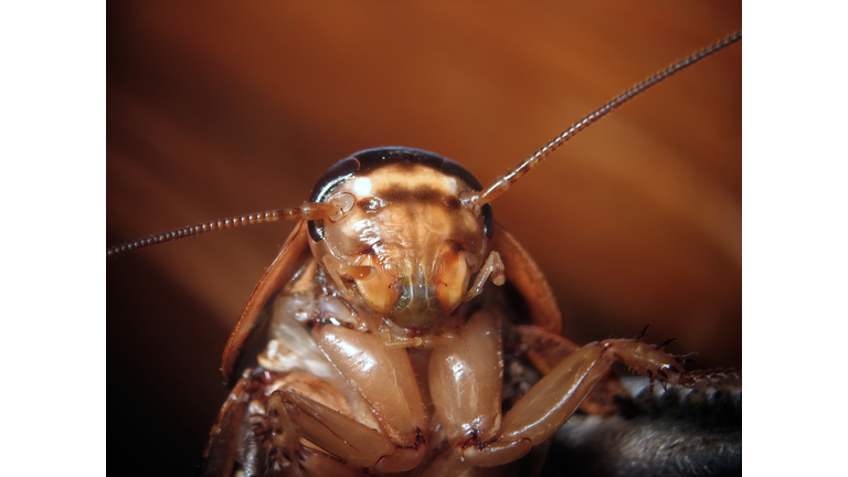 Cockroach head portrait