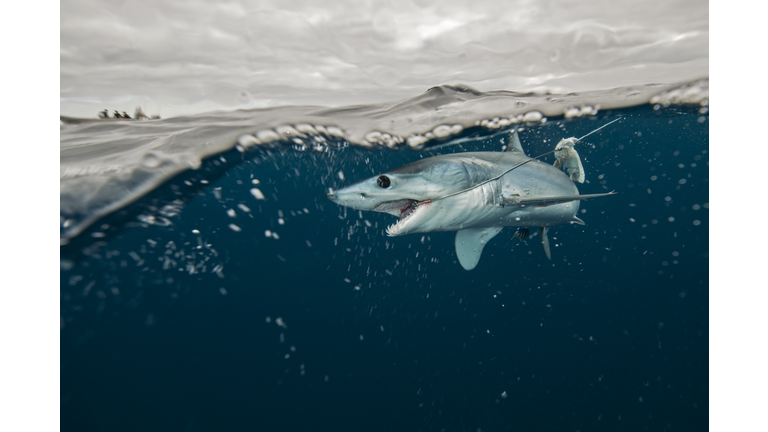 Underwater view of young mako shark struggling with fishing line, Pacific side, Baja California, Mexico