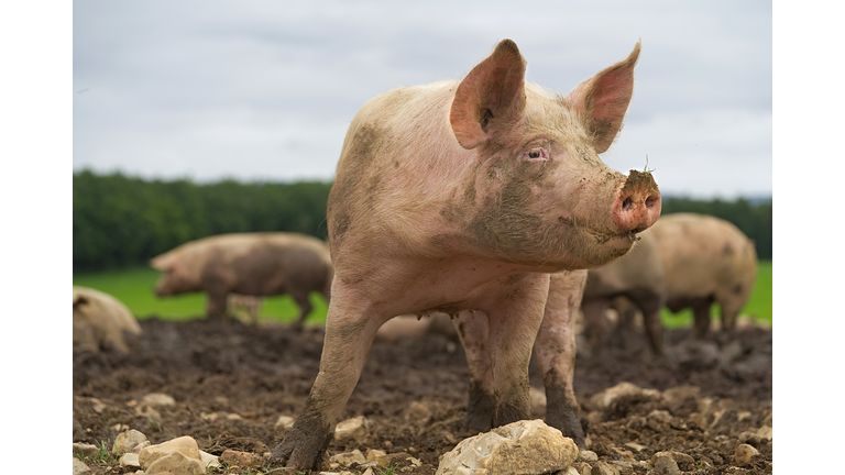 Pig close-up