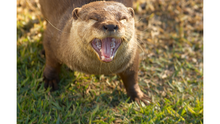 die of wicked otter