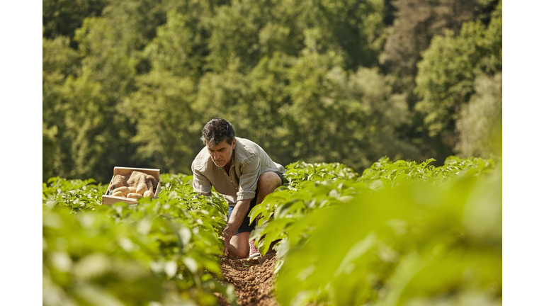 Mature man harvesting potatoes on field
