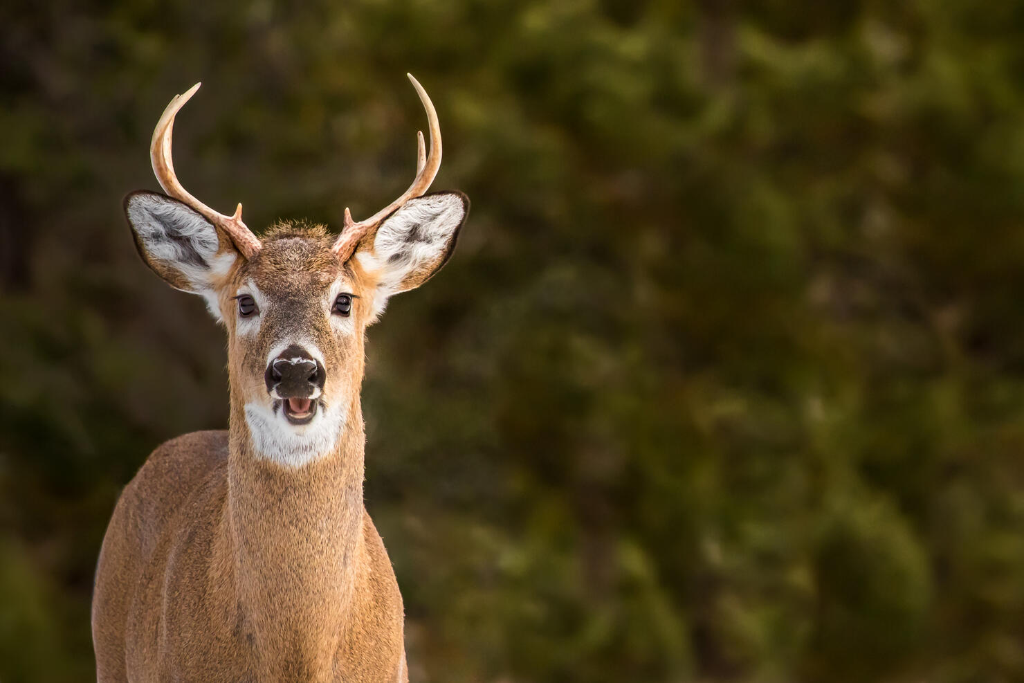 Portrait Of Deer Against Tree