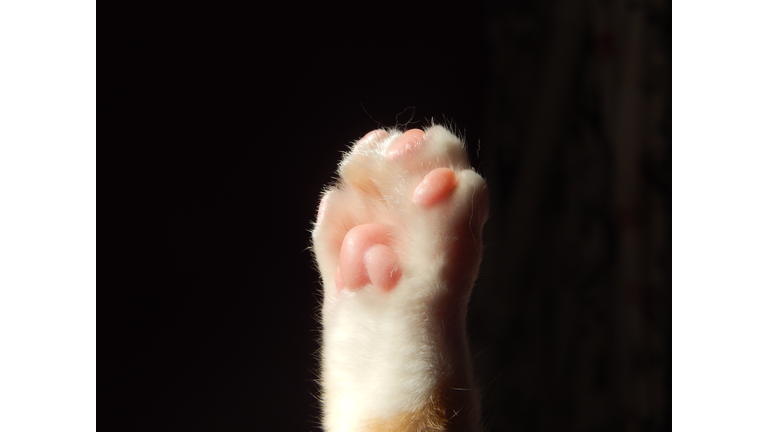 Cropped Paw Of Cat Against Black Background