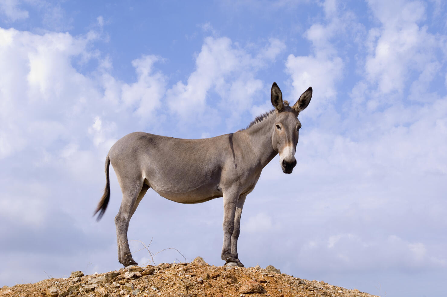 Donkey Near Kato Meria