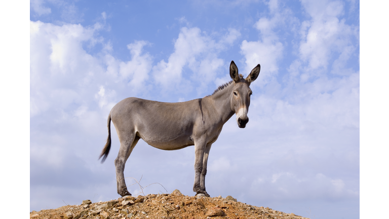 Donkey Near Kato Meria
