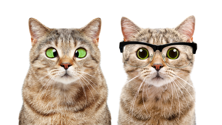 Portrait of two cute cats with eye diseases