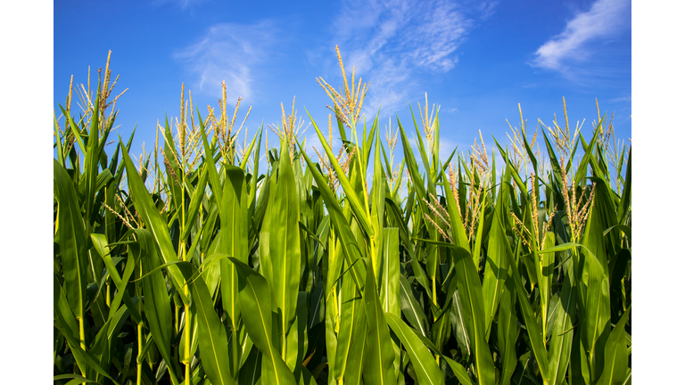 Abundant Growing Corn plants in a cornfield.