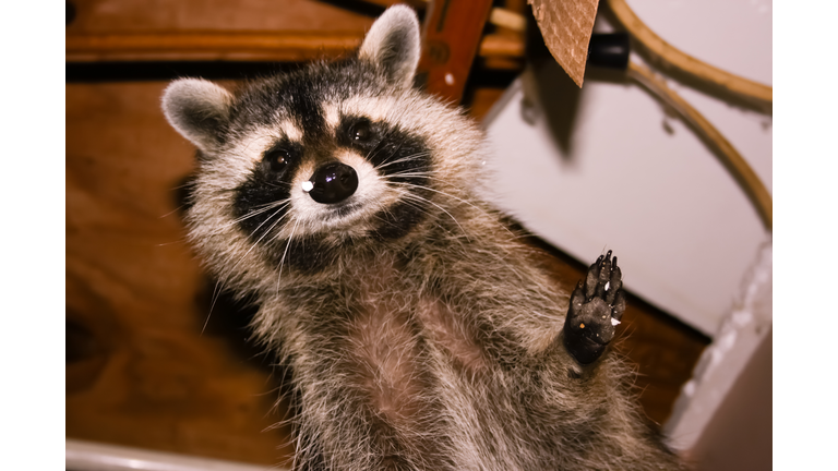 Cute raccoon in attic