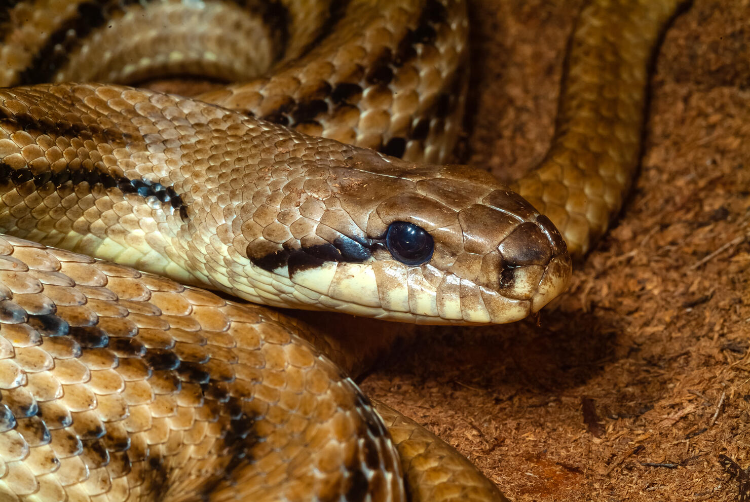Elaphe quatuorlineata –  four-lined snake