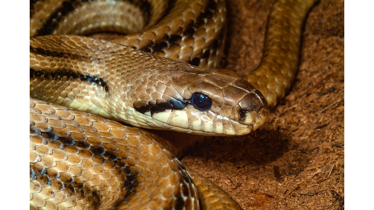 Elaphe quatuorlineata –  four-lined snake