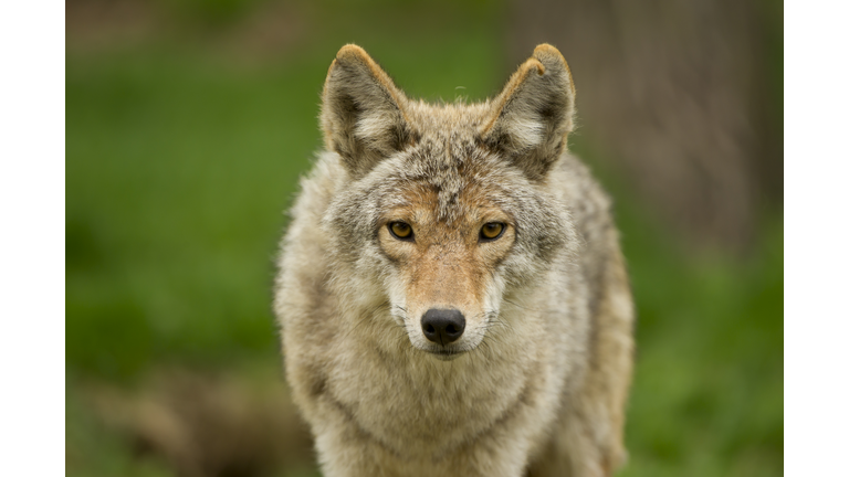 Coyote Stare