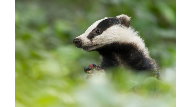 European Badger