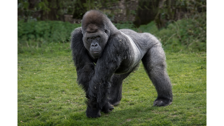 Silver back gorilla