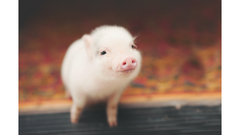 pig smiling on a doorstep