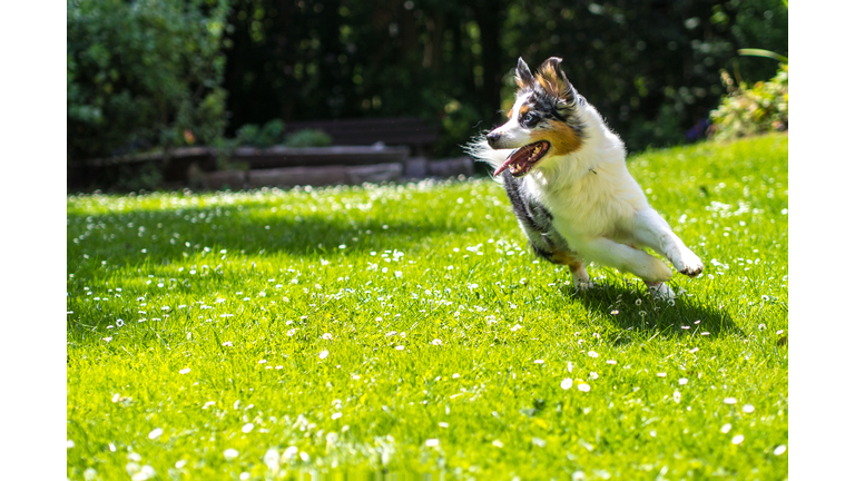 Dog running on green grass with wildflowers