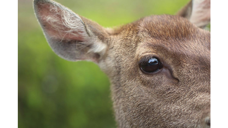 Close-Up Of Deer Eye