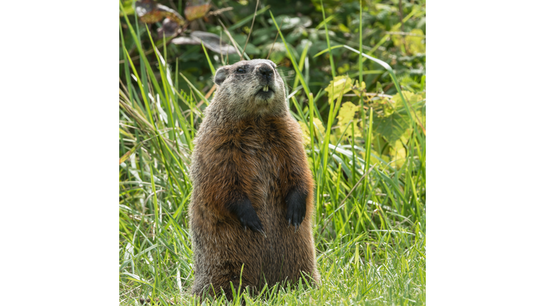 Groundhog