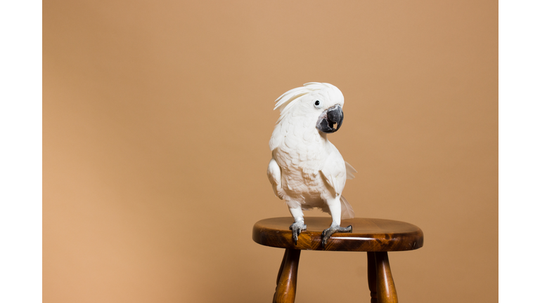 Portrait of a white crested cockatoo