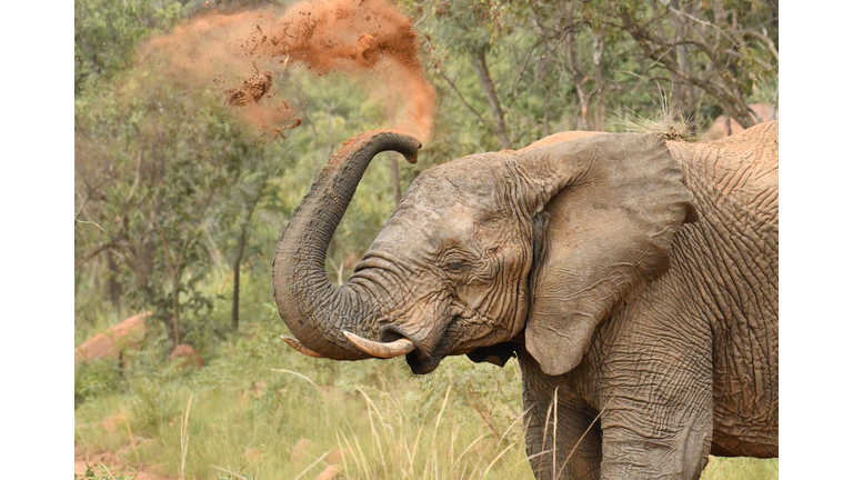 Wild elephant taking a dust bath in South Africa