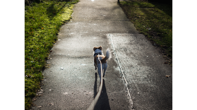 High Angle View Of Dog On Leash On Road