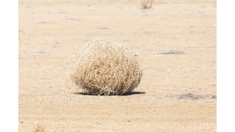 Dry ball of tumble weed