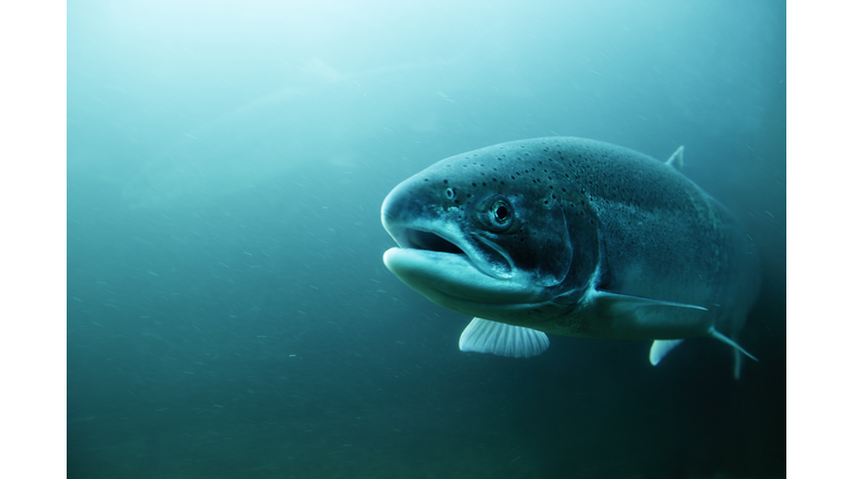 Steelhead Trout underwater.