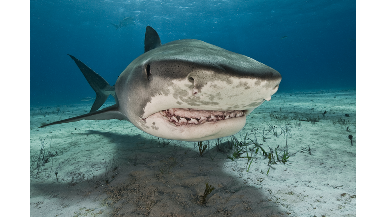 Tiger sharks (Galeocerdo cuvier) are common visitors of the reefs north of the Bahamas in the Caribbean