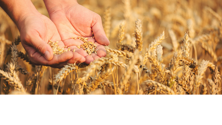 Close up of hands holding wheat grain