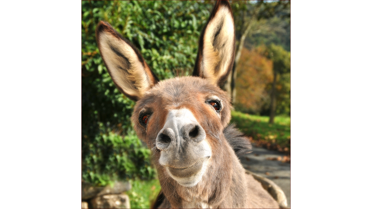 Portrait of donkey