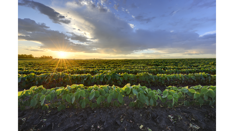 Soybean field at sunrise.