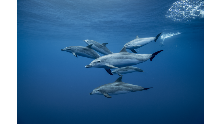 Group of Atlantic spotted dolphins (Stenella frontalis), underwater view, Santa Cruz de Tenerife, Canary Islands, Spain