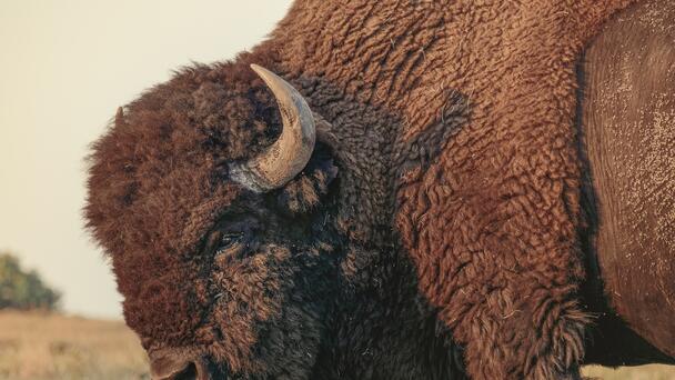 Bison Gores Second Visitor This Week At Yellowstone National Park