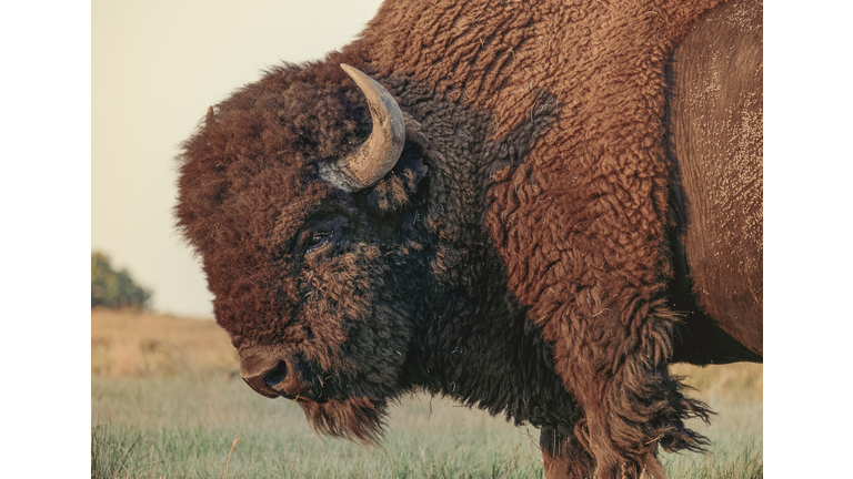 American Bison Standing On Field