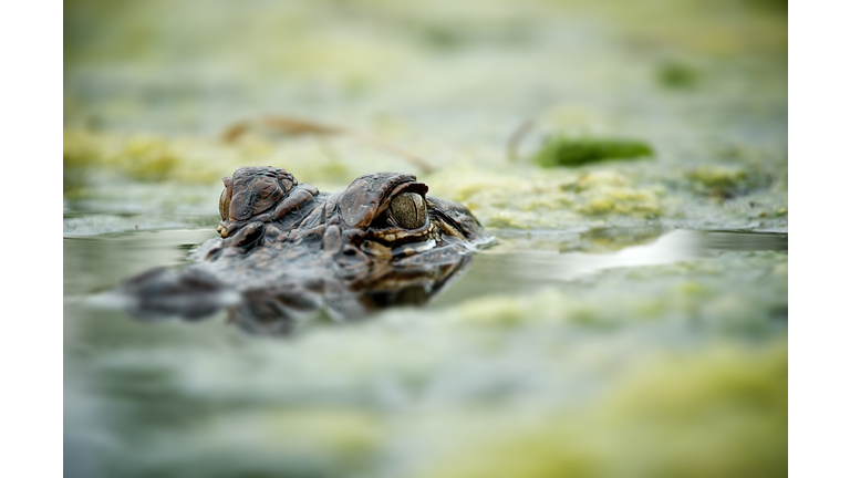 Close up of American Alligator face