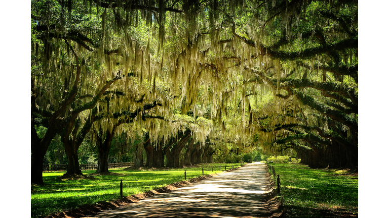 Path through park, Charleston, South Carolina, USA