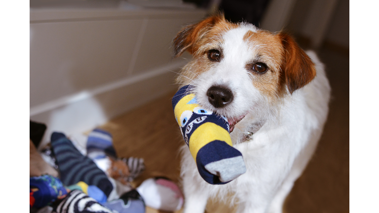 DOG MISCHIEF. JACK RUSSELL PLAYING ANS STEALING  SOCKS IN THE MOUTH.