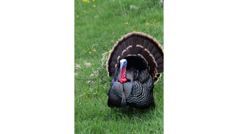 Wild Turkey